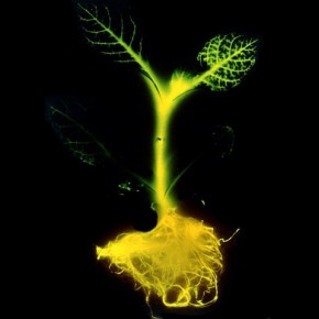 De La lumière sans électricité avec les plantes