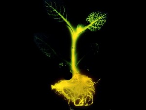 De La lumière sans électricité avec les plantes